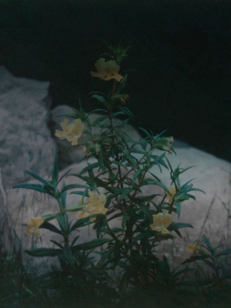 © Edward Nurton - Image from the THE ELEPHANT'S FOOT photography project