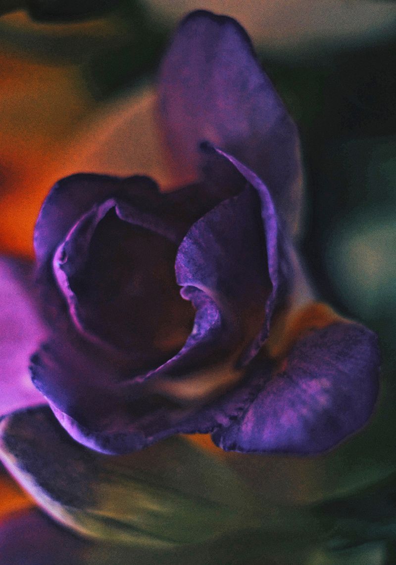 © Victoria Viprada Balaban - Image from the Color Therapy photography project