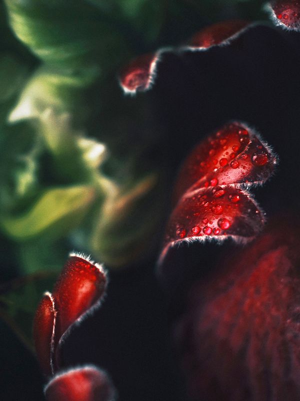 © Victoria Viprada Balaban - Image from the Color Therapy photography project