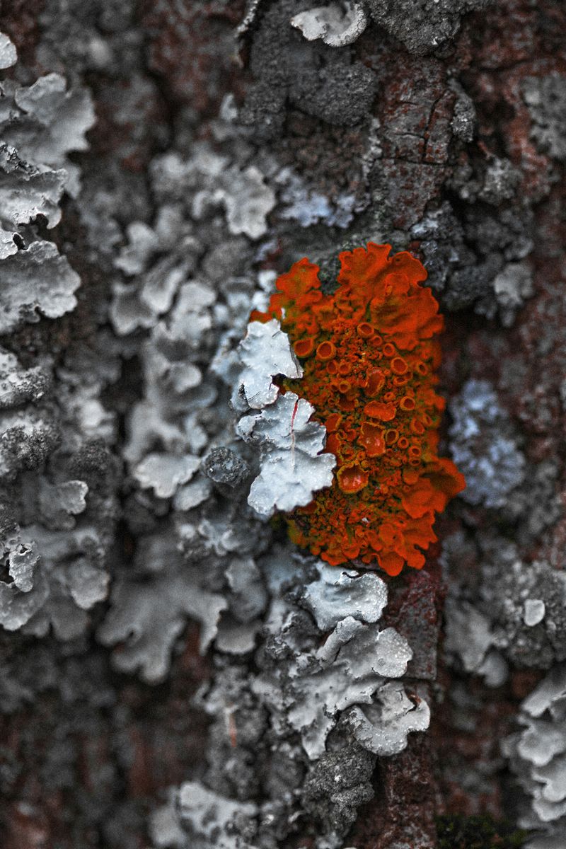 © Victoria Viprada Balaban - Image from the Synthesis photography project