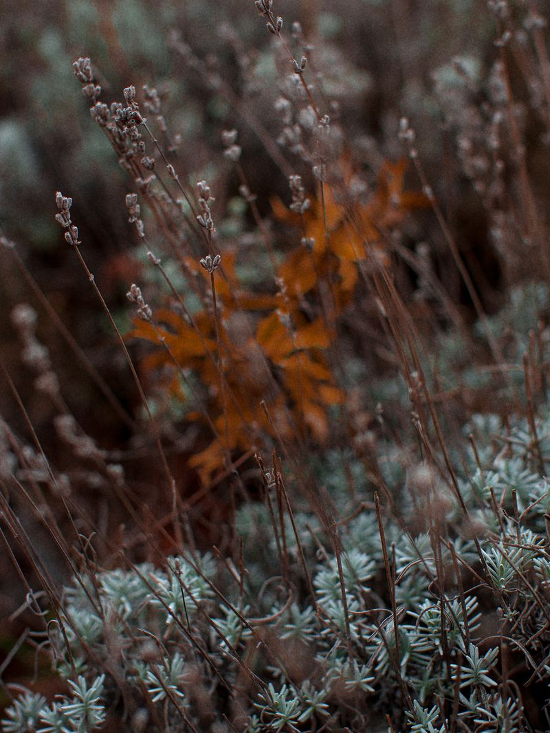 © Victoria Viprada Balaban - Image from the Synthesis photography project