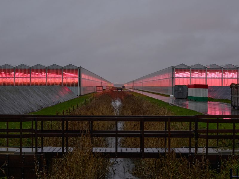 © Anton Bossenbroek - Tomato growers at Agriport in the province of Noord Holland.