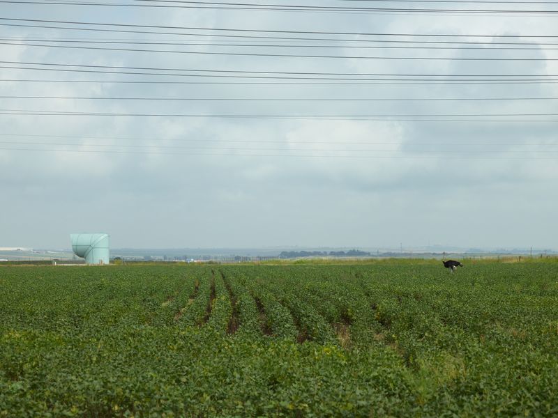 © Anton Bossenbroek - Coal mine ventilation shaft and ostrich in potato field (Sasol Mining - Thubelisha Shaft 2025)