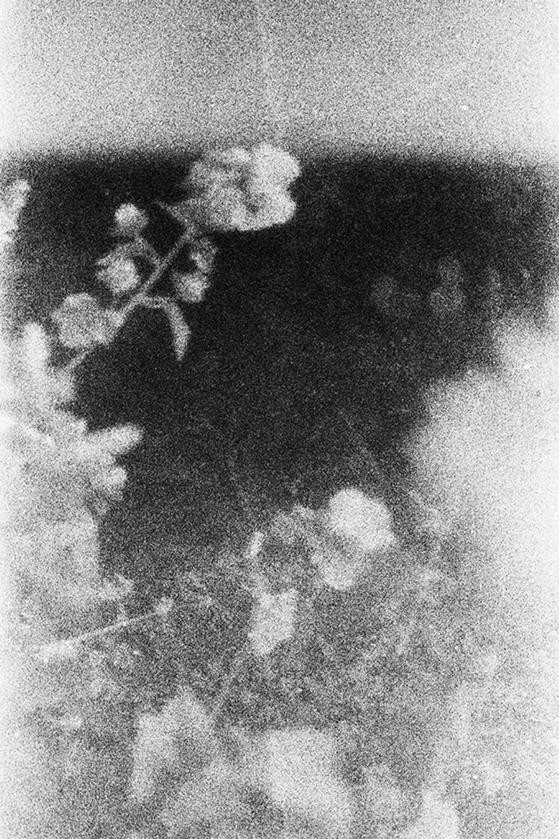 © Juliette Alhmah - flowers, from toujours diane, 2023