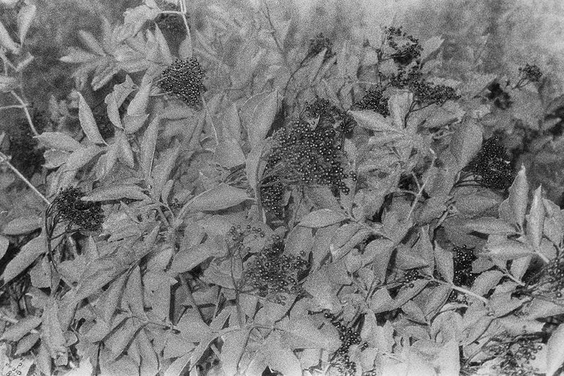 © Juliette Alhmah - the dark flowers, from toujours diane, 2023