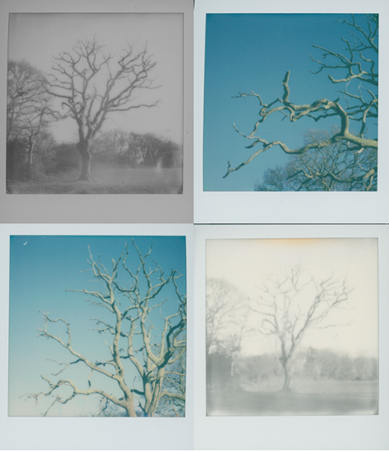 © Cheryl Newman - Image from the last Night We Had the Same Dream, that the tree went missing photography project