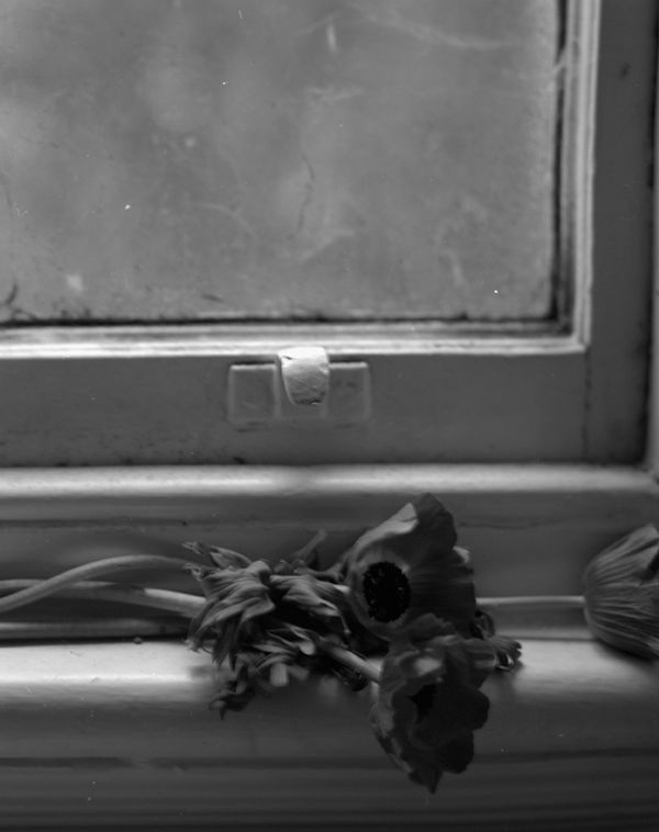 © Cheryl Newman - Image from the last Night We Had the Same Dream, that the tree went missing photography project