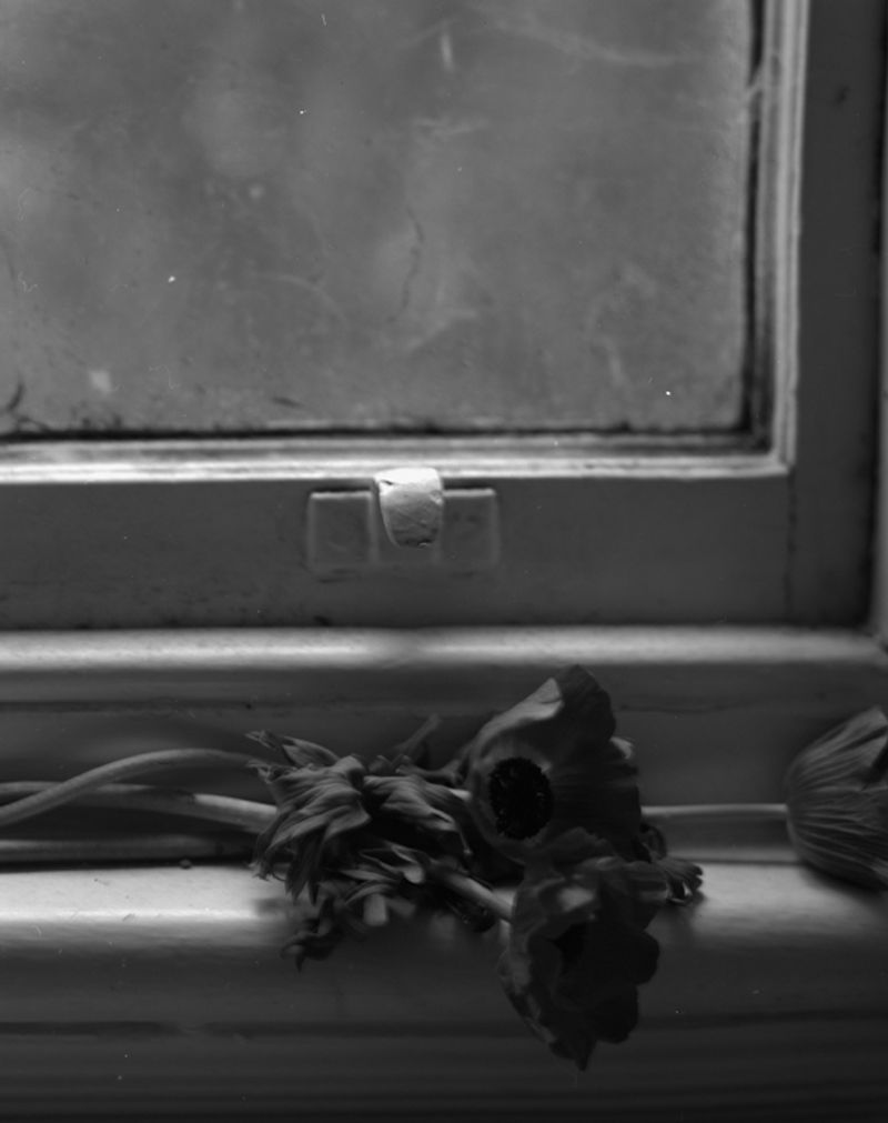 © Cheryl Newman - Image from the last Night We Had the Same Dream, that the tree went missing photography project