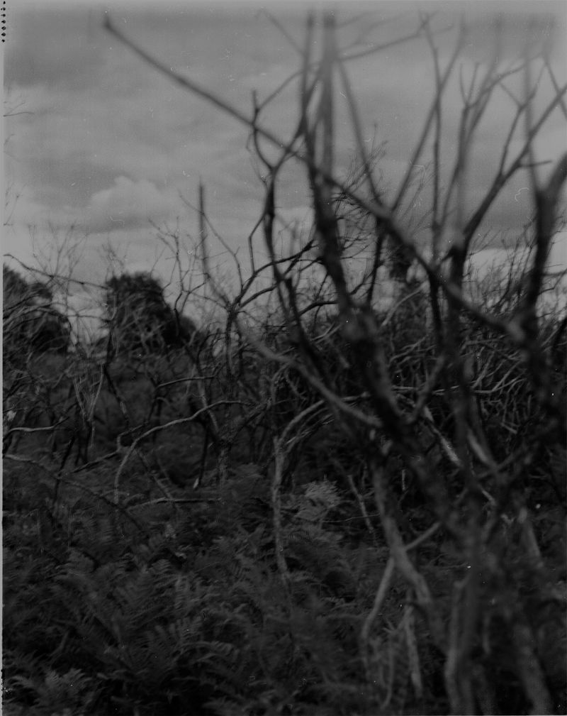 © Cheryl Newman - Image from the last Night We Had the Same Dream, that the tree went missing photography project