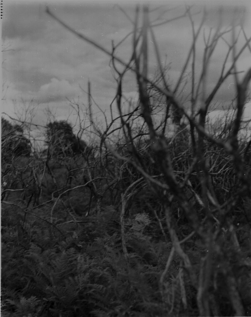 © Cheryl Newman - Image from the last Night We Had the Same Dream, that the tree went missing photography project