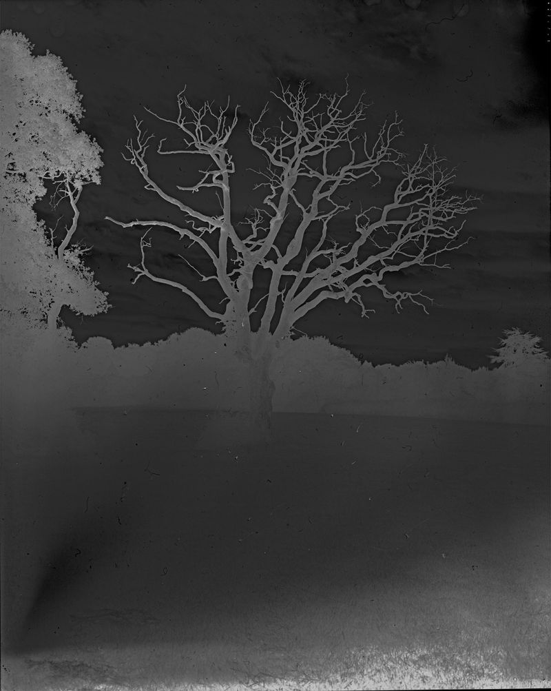 © Cheryl Newman - Image from the last Night We Had the Same Dream, that the tree went missing photography project