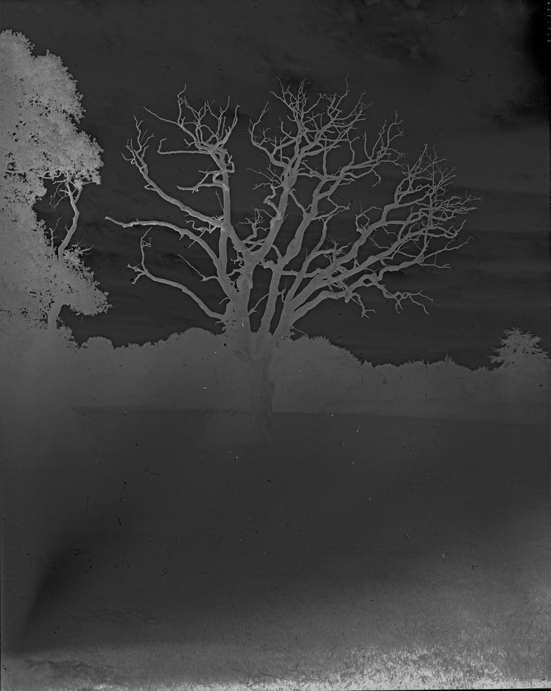 © Cheryl Newman - Image from the last Night We Had the Same Dream, that the tree went missing photography project