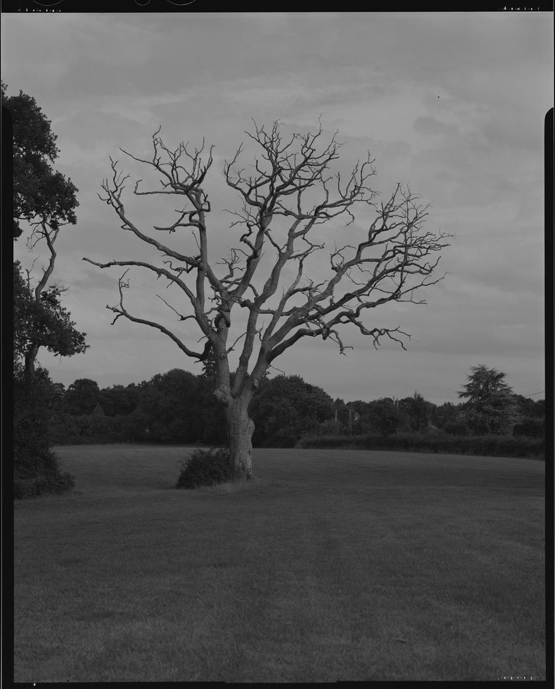 © Cheryl Newman - Image from the last Night We Had the Same Dream, that the tree went missing photography project