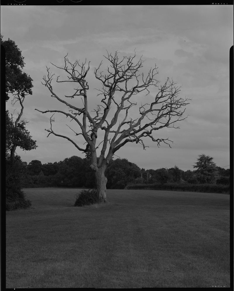 © Cheryl Newman - Image from the last Night We Had the Same Dream, that the tree went missing photography project