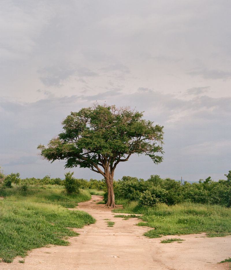 © Jono Terry - Malende, a re-imagined Tonga rain shrine.