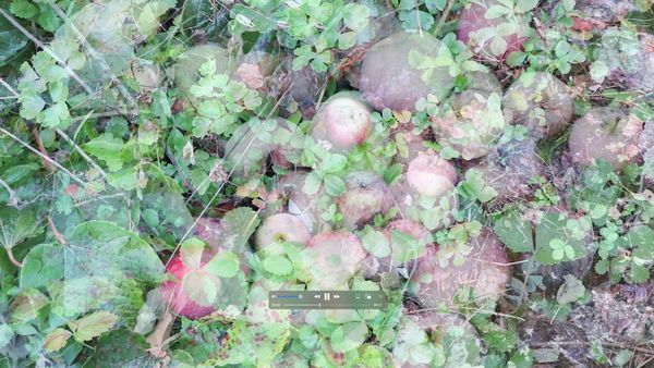 © Sara Bown Kasanova - Image from the Gathering From What My Grandmothers Sowed photography project