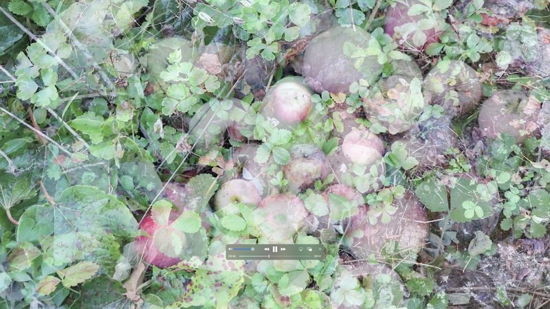 © Sara Bown Kasanova - Image from the Gathering From What My Grandmothers Sowed photography project