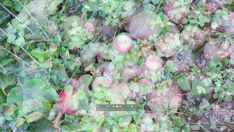 © Sara Bown Kasanova - Image from the Gathering From What My Grandmothers Sowed photography project