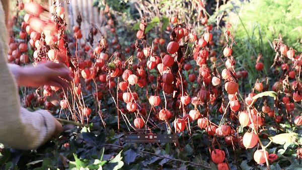 © Sara Bown Kasanova - Image from the Gathering From What My Grandmothers Sowed photography project