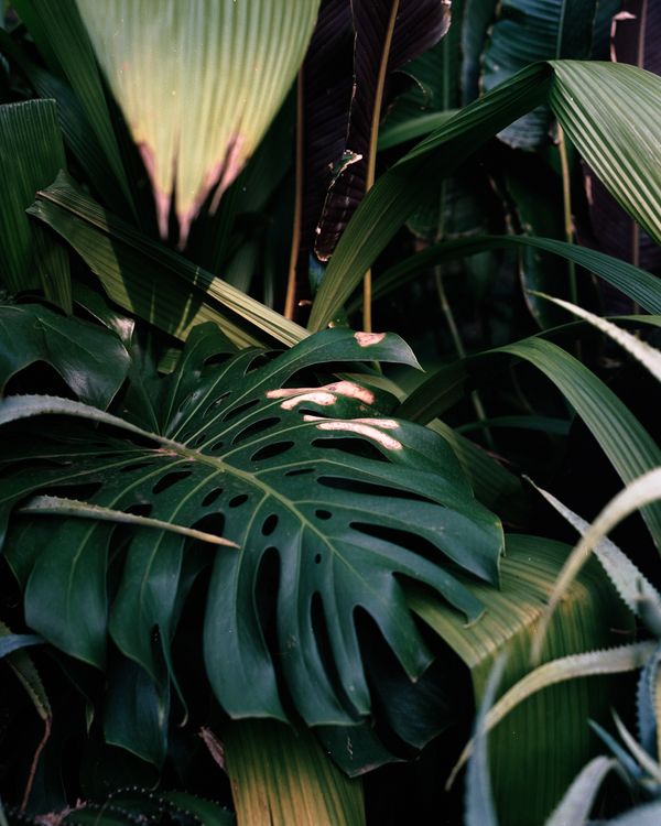 © Felipe Abreu - Image from the Lost in the Paradise photography project