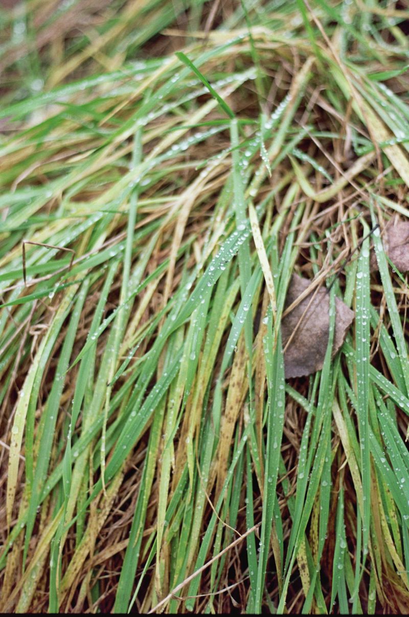 © Alessandro Mazzola - Image from the Today is all my tomorrows photography project