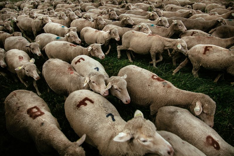 © Francesca Todde - Image from the TransHumance photography project