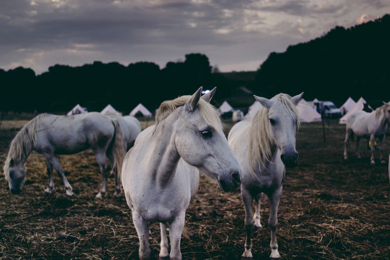 © Francesca Todde - Image from the TransHumance photography project