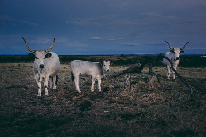 © Francesca Todde - Image from the TransHumance photography project