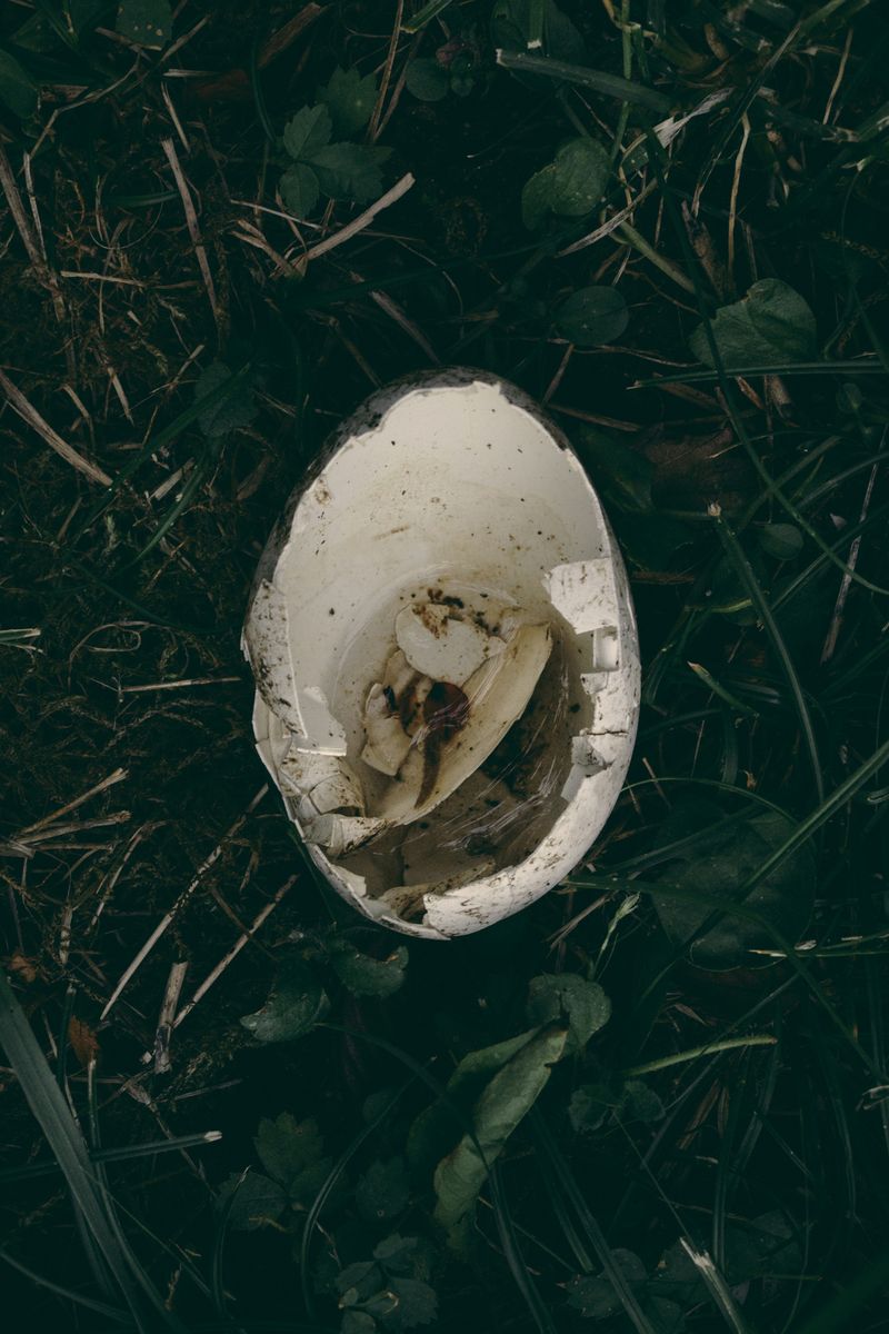 © Francesca Todde - One of Mildred's unfertilized eggs, sometimes happens to fall out of the nest.