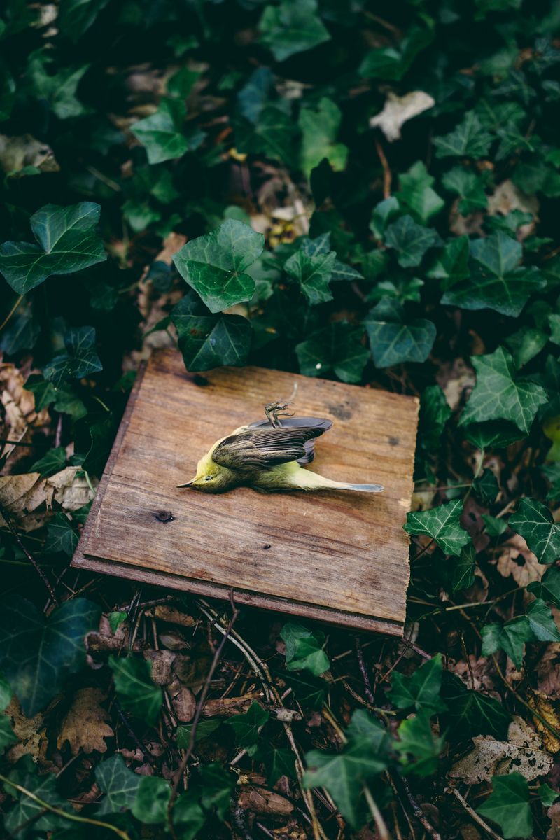 © Francesca Todde - Image from the Tristan_A Sensitive Education photography project