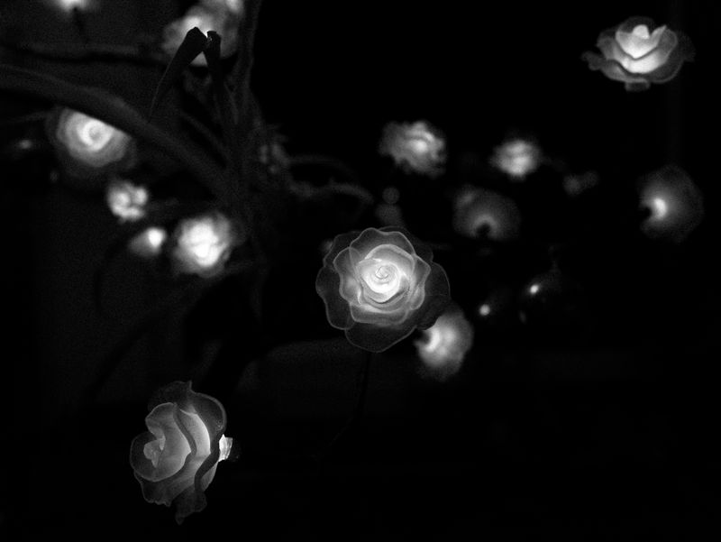 © Sevàn l'Hostis - Night roses