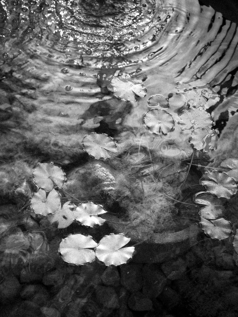 © Sevàn l'Hostis - Nympheas