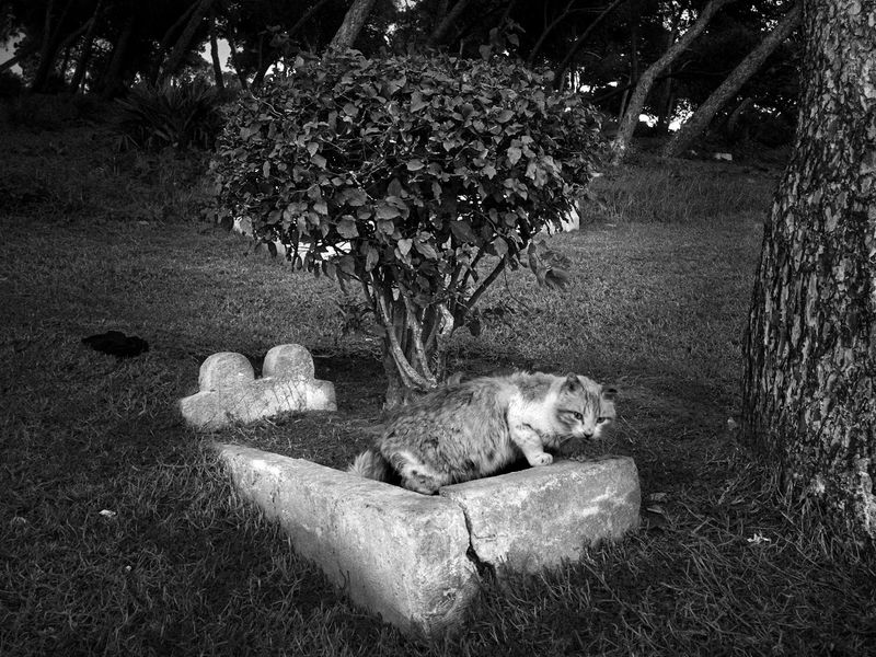 © Sevàn l'Hostis - Cats kingdom