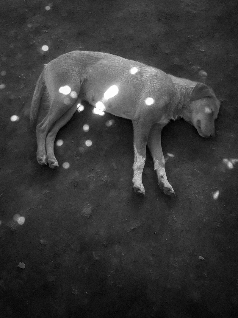 © Sevàn l'Hostis - Dreams