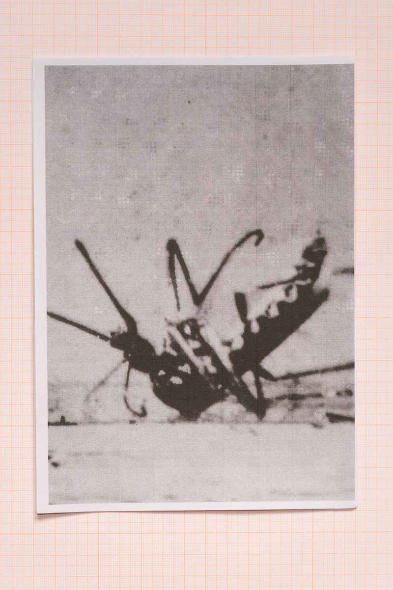 © Sofia Noce - Study on mosquitoes affected by DDT