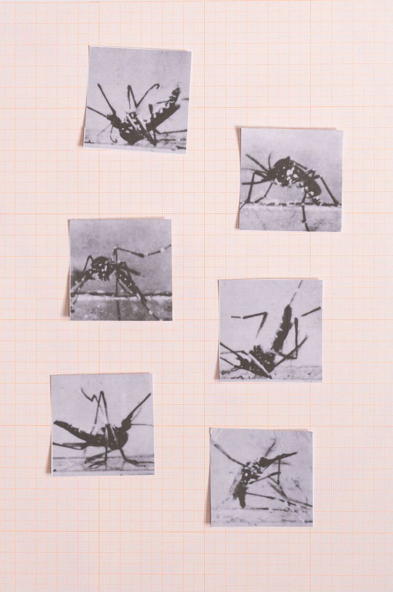 © Sofia Noce - Study on mosquitoes affected by DDT