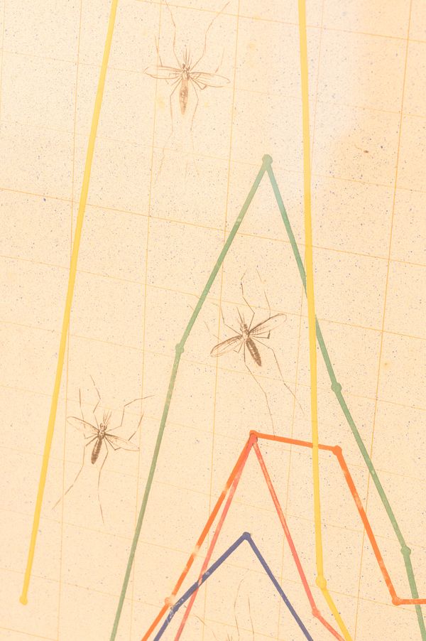 © Sofia Noce - Chart showing the progression of malaria, Museo Agro Pontino, Pontinia (LT)