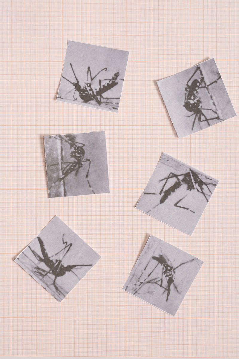 © Sofia Noce - Study on mosquitoes affected by DDT