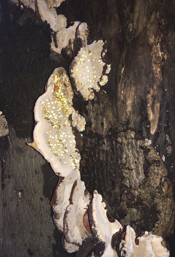 © Selina Schwank