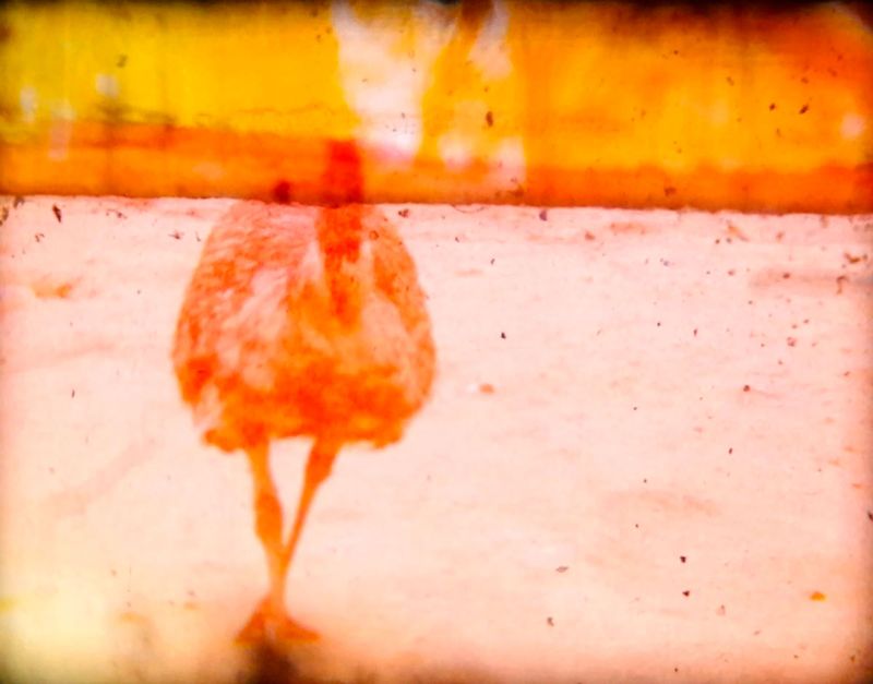 © Chiara Bandino