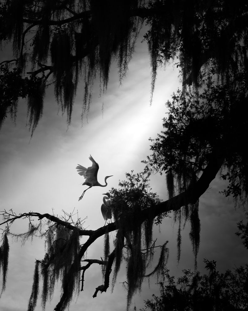 © Fenqiang Liu