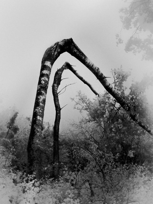 © Francisco Gonzalez Camacho
