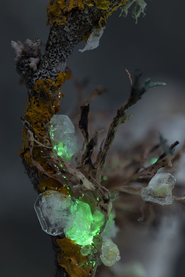 © Elizabeth Woodger