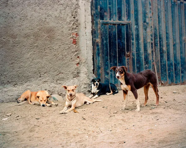 © Herbert Mulanovich