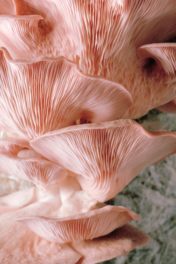 © Phillipa Klaiber and Michael Swann