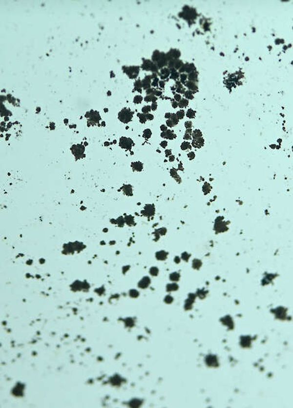 © Pauline Hafsia M’barek