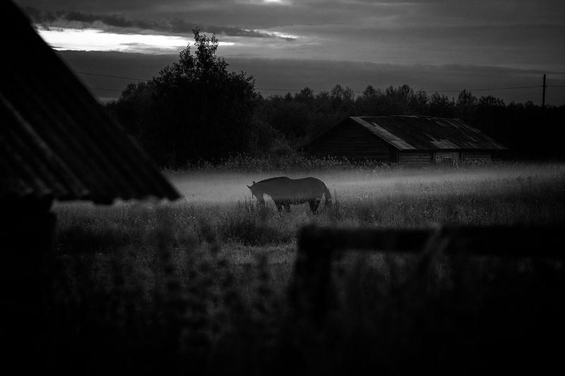 © Francesco Comello