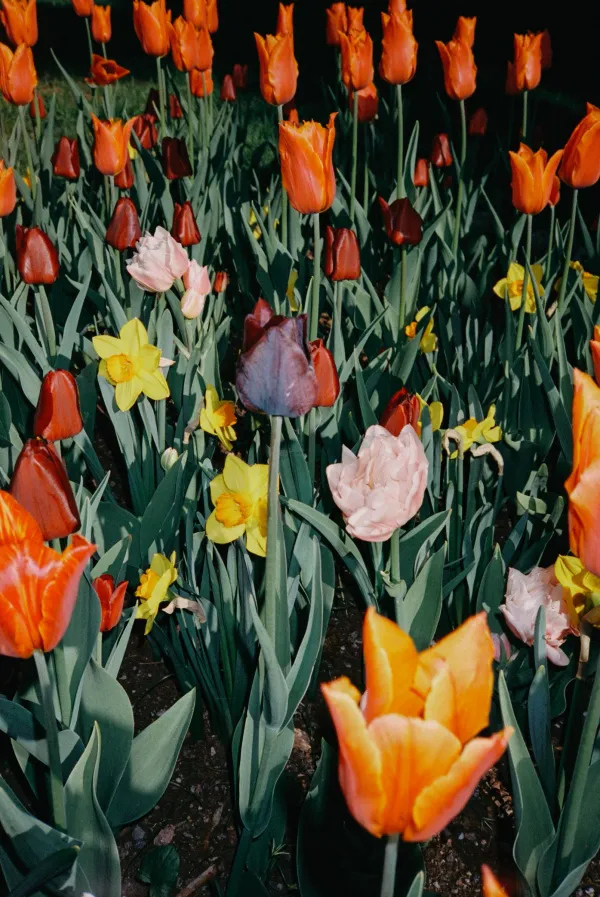 © Signe Fuglesteg Luksengard