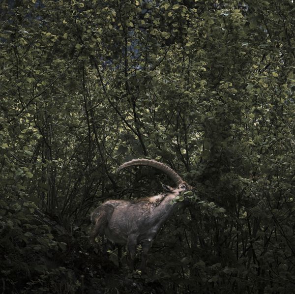 © Stefano Battistelli