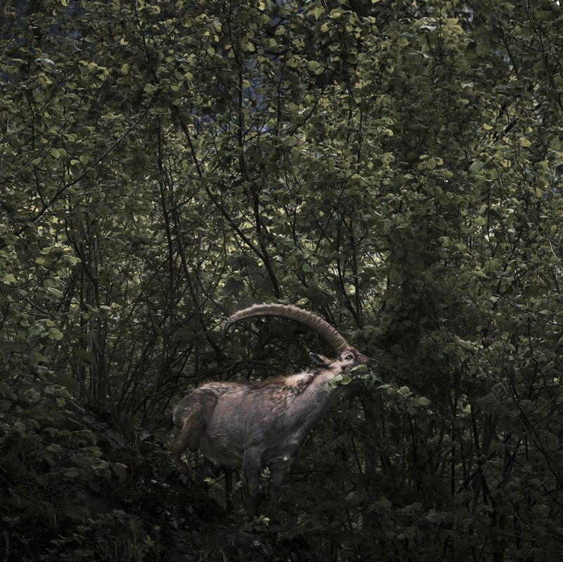 © Stefano Battistelli